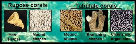 fossil coral color chart.